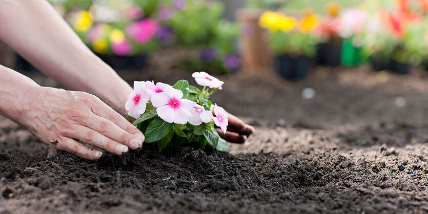 Våre beste tips til utplanting