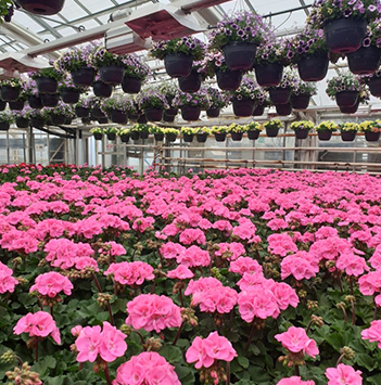 pelargonia-i-gartnerhall-i-full-blomst.jpg