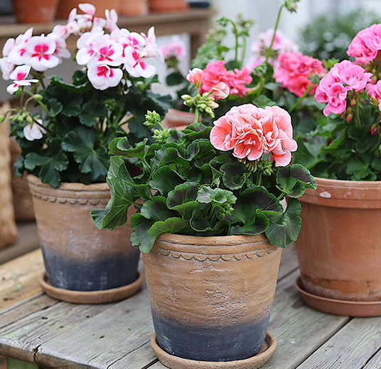 pelargonia-i-potter-av-keramikk.jpg