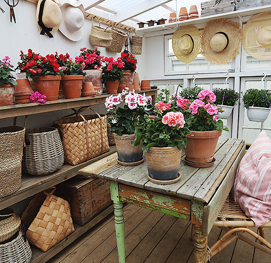 pelargonia-passer-perfektt-ute-som-inne.jpg