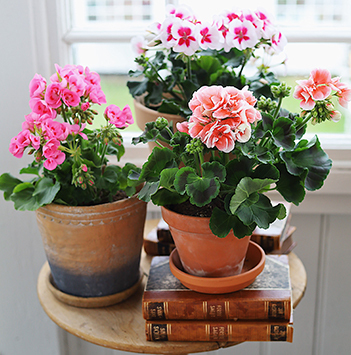 pelargonia-pynter-opp-alle-rom.jpg