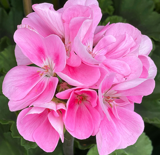 praktfulle-pelargonia-i-full-blomst-.jpg