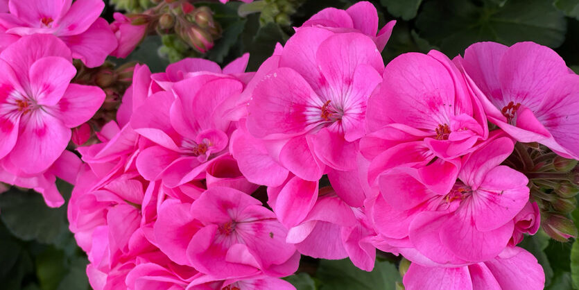 Praktfulle pelargonia