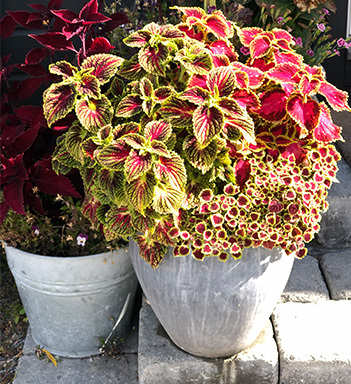 coleus-5-potte.jpg