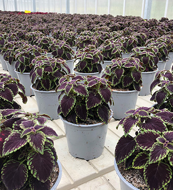 coleus-produksjon-schrader-gartneri-2.jpg