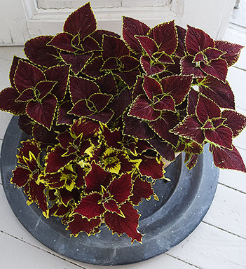 ranli-ranveig-coleus-broad-street.jpg