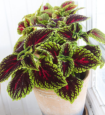 ranli-ranveig-coleus-spacekake-2.jpg