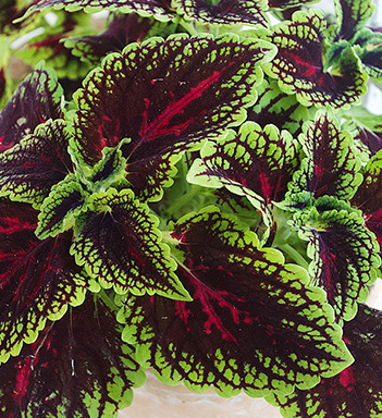 ranli-ranveig-coleus-spacekake.jpg