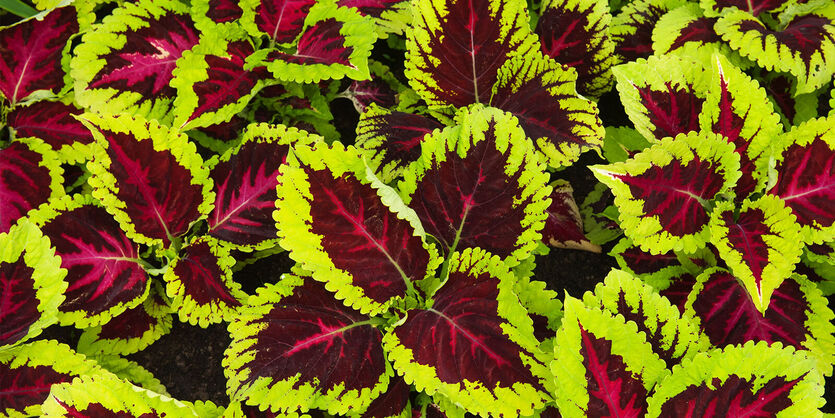 Kule coleus