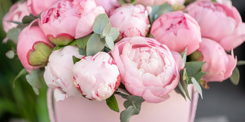 Slik lykkes du med peoner