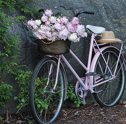 sarah-bernhardt-peoner-bukett-i-kurv-paa-sykkel.jpg