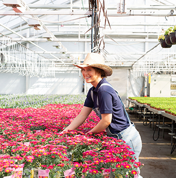 blomster-dyrket-i-norge-gartneri-blid-dame-plukker.jpg