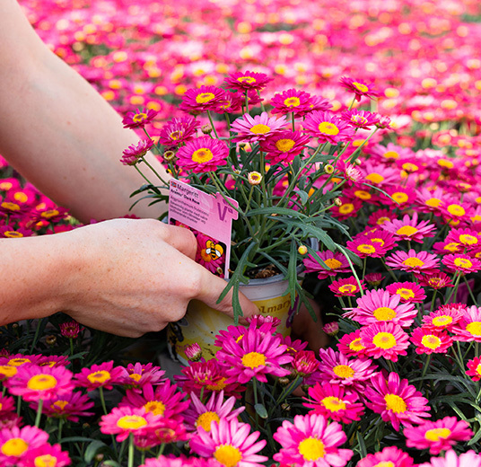 blomster-dyrket-i-norge-gartneri-dame-plukker-potteplanter.jpg