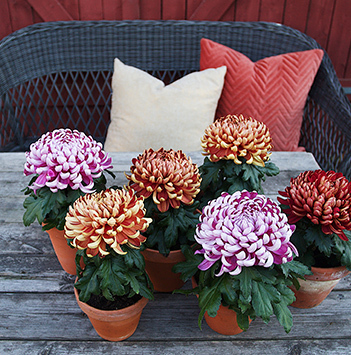 potteplanter-krysantemum-candy-cryss-chrysanthemum-cosmo6.jpg