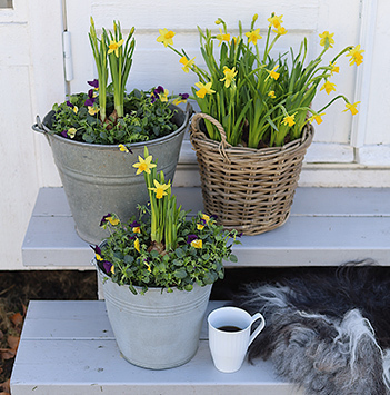 potteplanter-paaskelilje-2021.jpg