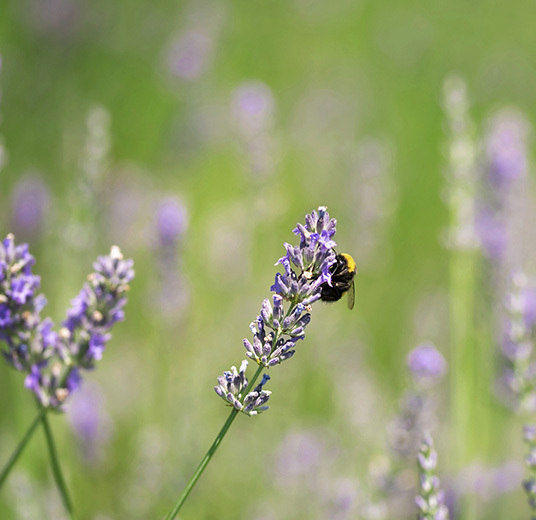 bievennlige-blomster-lavendel.jpg