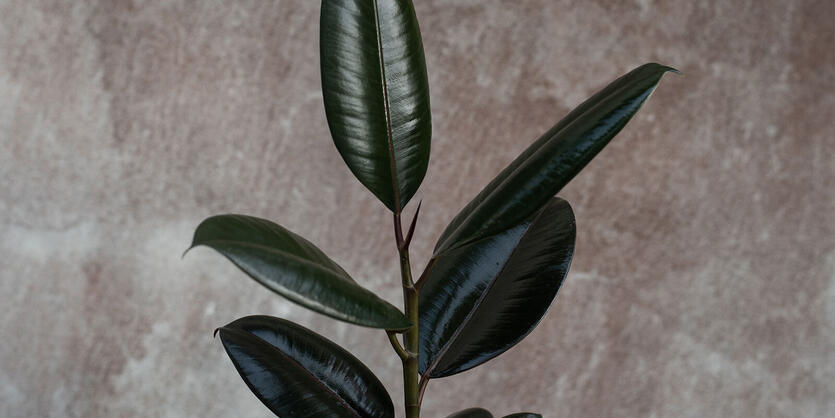 Ficus Elastica - Gummifiken