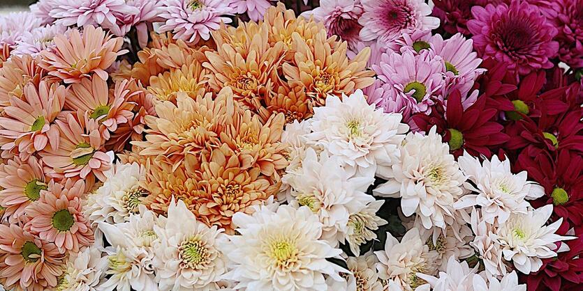 Slik f&aring;r du blomstene<br/> til &aring; vare lenge