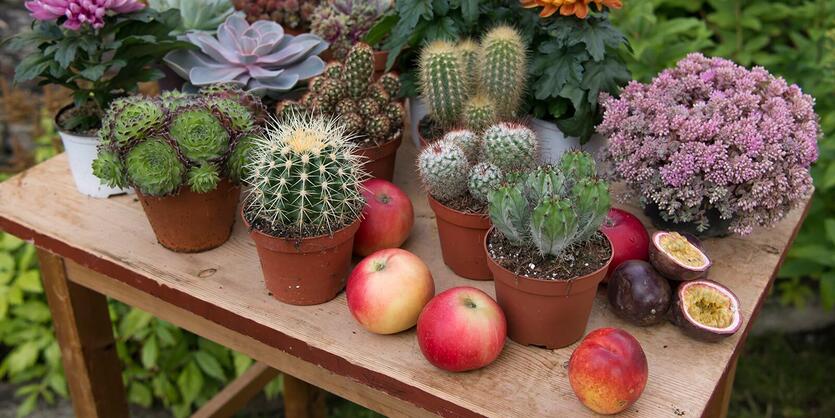 Slik pynter du med høstblomster