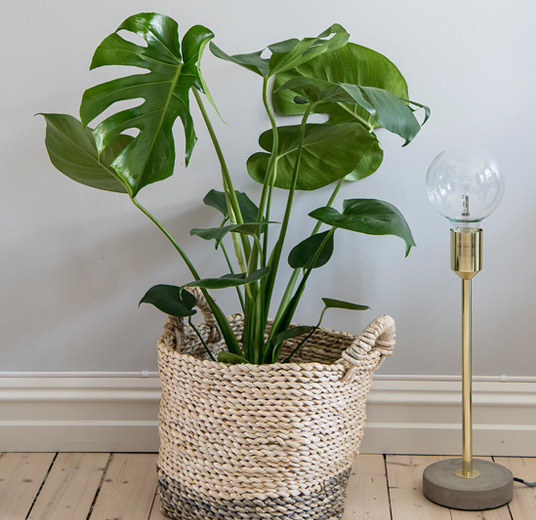 monstera-vindusblad-i-kurv-og med -lampe.jpg