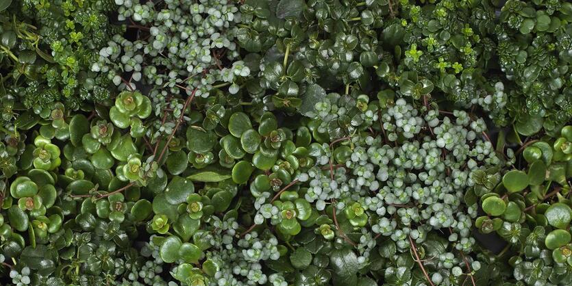 Slik innreder du med store<br/> grønne planter