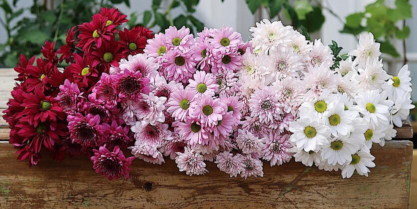 Derfor elsker vi<br/> krysantemum i vasen