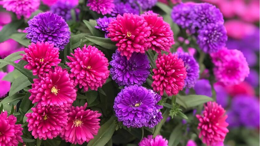 Asters – en stjerne i<br/> krukker og bed