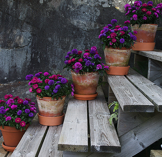 asters-mix-plante-potteplante.jpg
