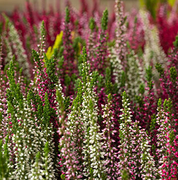 calluna-stor-hoest-2021-6.jpg