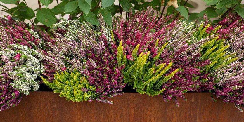 Høstplanter i krukker ute