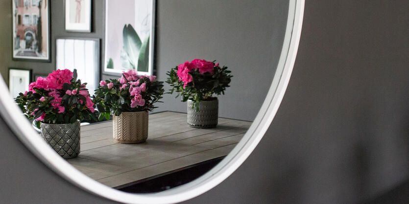 Gi hjemmet et fargerikt<br/> l&oslash;ft med azalea