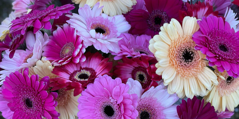 Germini - en allsidig<br/> gledesspreder