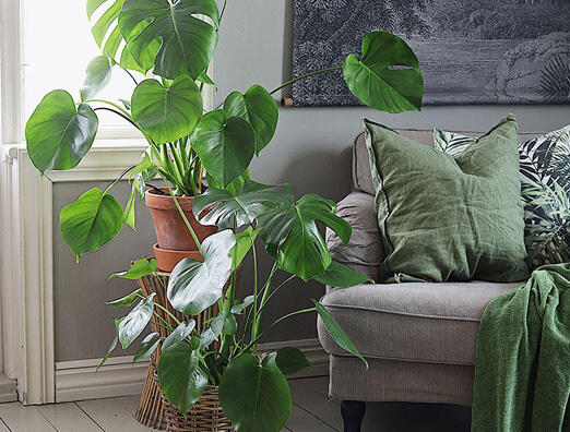 Vi får ikke nok av Monstera