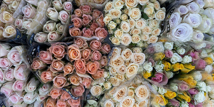 Alt om vår rosegaranti