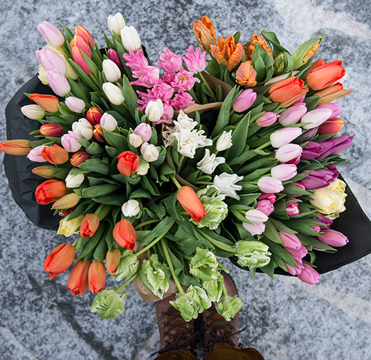 tulipaner-1-tulipanens-dag-ny-2022-floriss.jpg