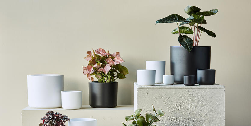 Flora - alt om v&aring;r<br /> popul&aelig;re potteserie