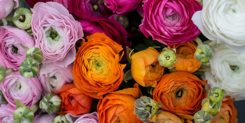 Romantiske ranunkler