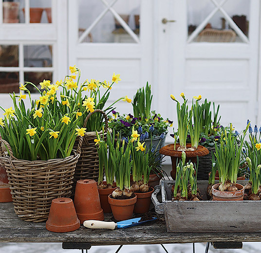 fyll-hjemmet-med-glade-paaskeblomster-2022-7.jpg