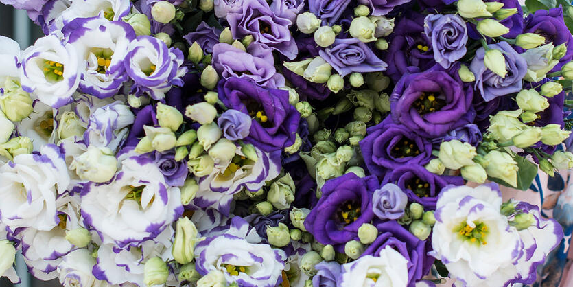 Lisianthus – blomsten som<br/> passer til alt