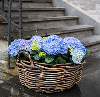 snittblomster-i-flaggets-farger-hortensia.jpg