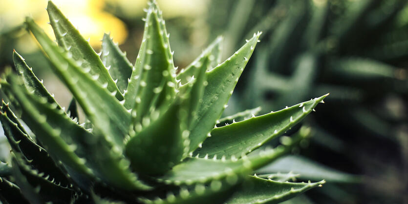 Slik tar du vare på aloe vera