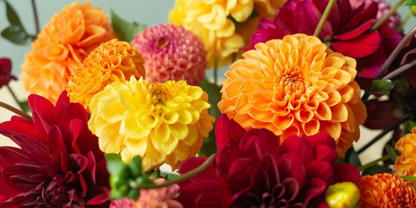 Georginer (dahlia) &ndash; en<br/> sensommerdr&oslash;m