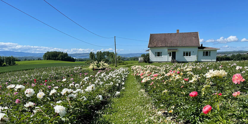 Nydelige norske peoner