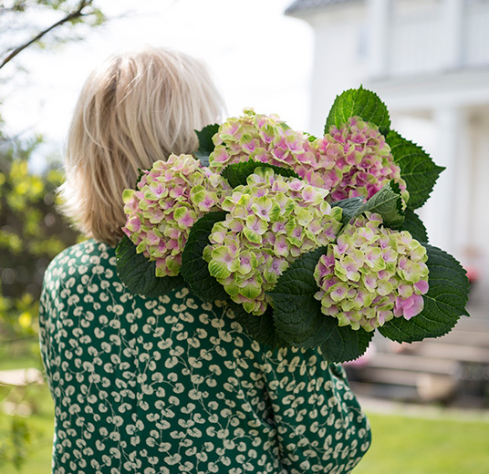 hortensia-i-vase-3-snitt-floriss-2022.jpg