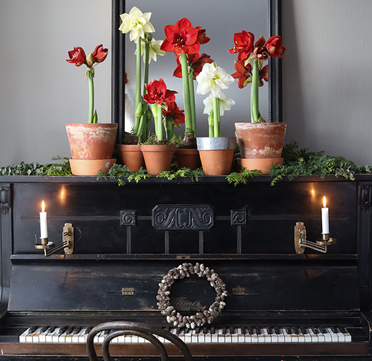 amaryllis-er-majestetiske-paa-piano-1.jpg