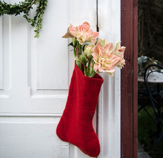 ekte-jul-amaryllis-stroempe-4.jpg