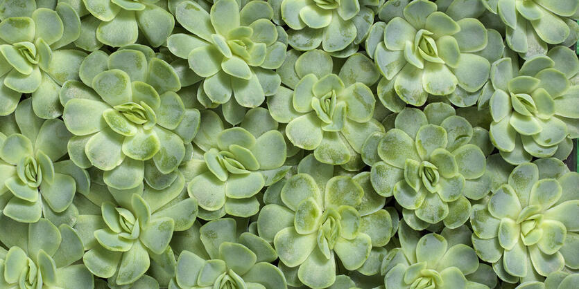 Sm&aring;tt og godt:<br/> 3 for 2 p&aring; miniplanter