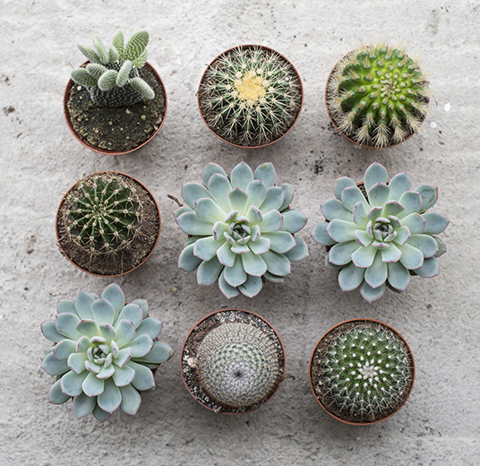 kaktus-sukkulent-groenne-planter-1-fast-medlemstilbud-floriss.jpg