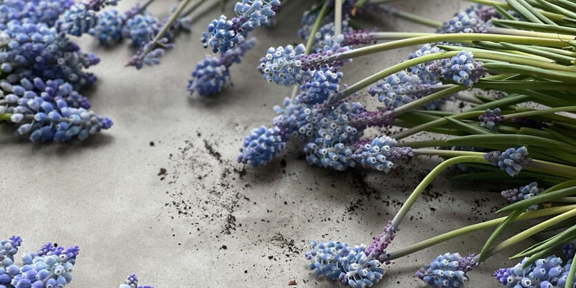 Hos oss starter våren i januar,  med blomster i glade farger  som gir vårfølelse!