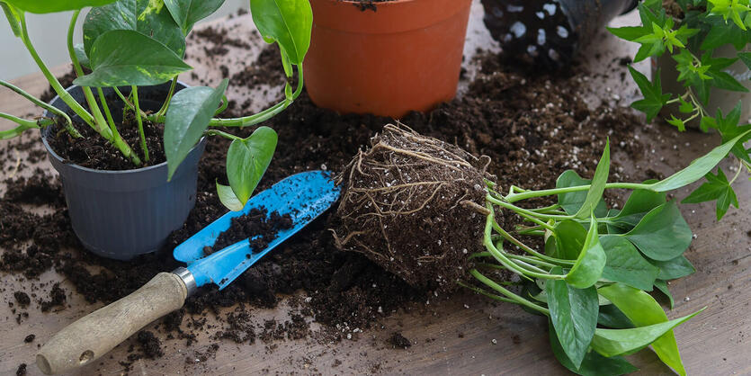 Pott om plantene<br/> til v&aring;ren